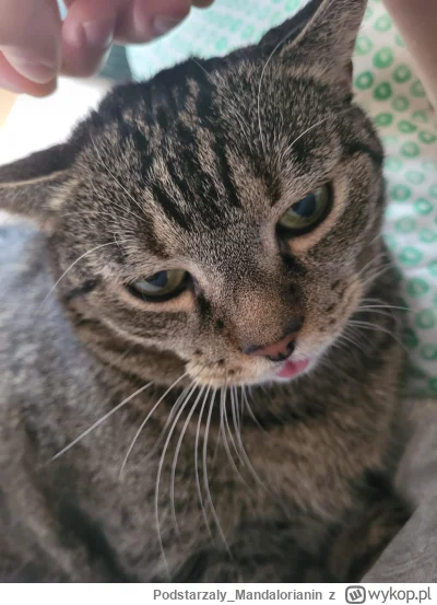 Podstarzaly_Mandalorianin - Kitku.exe przestał działać i zostanie zamknięty, jeśli pr...