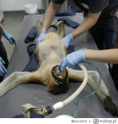 Morcin14 - @llgarrett: boże proszę nie