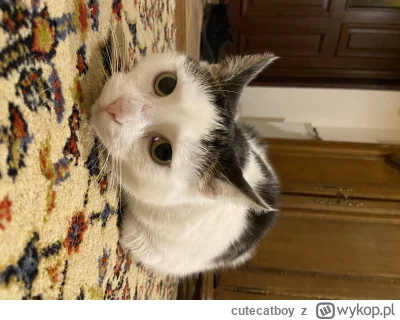 cutecatboy - @ksjoc_zakony chłop co obrócił