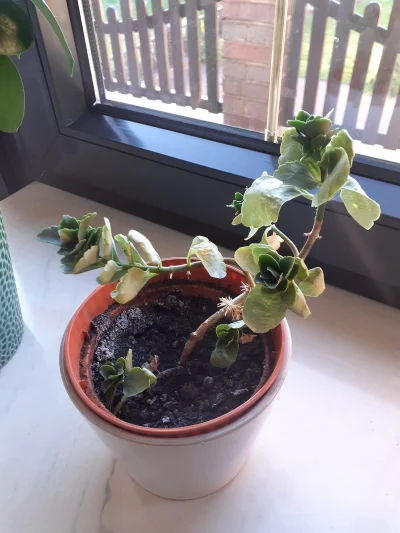 Ptak888 - Witam, wiecie co jest tej roślinie i jak jej pomóc? Raczej nie z powodu bra...