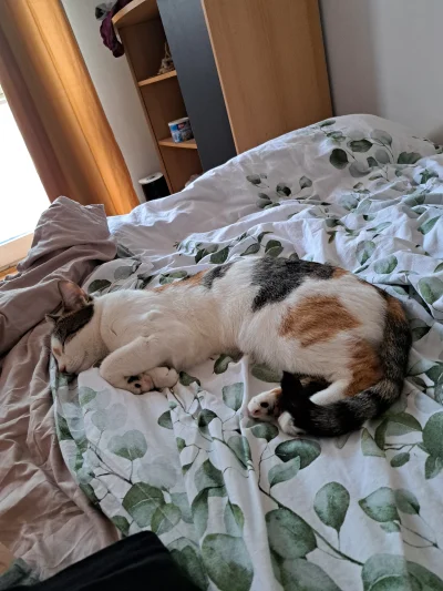 NarkotykowyBaron - Kot nie pyta, kot rozumie.
#przegryw #koty #kocigang #psychologia