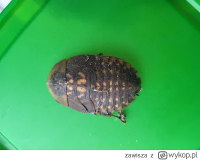 zawisza - Mirki, co to za owad? Znaleziony w Warszawie w parku niedaleko ZOO
#robak #...