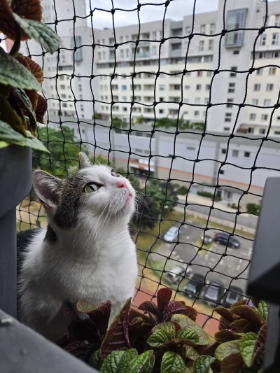 Solsith - @MshL: #spaslak umila życie Mirkom i Mirabelkom na wykopie do końca, jej lu...