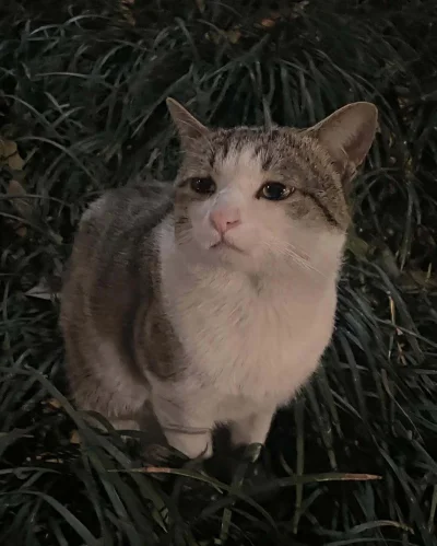 jestemtakizmeczony - #smutnekotki Zimna ziemia i trawa jak drut,
kot się skulił, a w ...