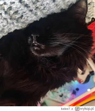 kalee7 - Naszła mnie ochota na pieczarki #koty #pokazkota