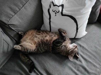 Kotouak - #gangkociakow #pokazkota 
Śpilkolot