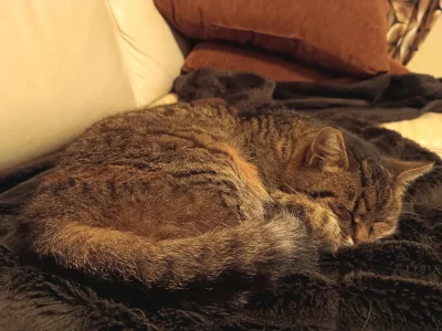 Corvus_Frugilagus - Najlepiej wyszło.

#pokazkota