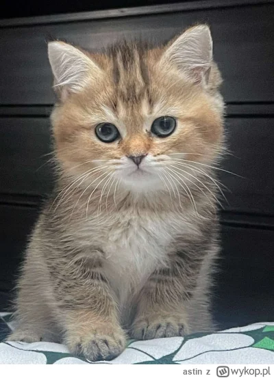 astin - Patrzcie jaki kolega urodził się u mojej mamy #koty #koteczkizprzypadku 

Moż...