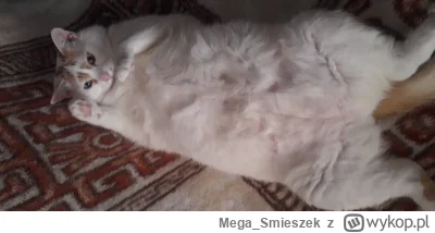 Mega_Smieszek - Kotken typu przebrzuszken ᶘᵒᴥᵒᶅ


#koty #pokazkota