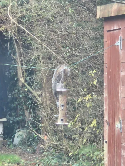 isomalta - Kutwa! (╯°□°）╯︵ ┻━┻

#wiewiorki