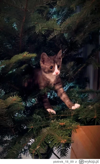 piotrek1889 - #pokazkota #swieta patrzcie jaka piękna ozdobą na choinkę (｡◕‿‿◕｡)