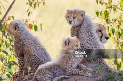 biskup2k - Co ciekawe małe gepardy mają na grzbiecie białą sierść która upodabnia je ...