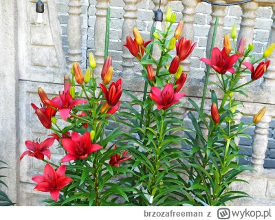brzozafreeman - Coraz więcej lilii.
#ogrodnictwo #kwiaty