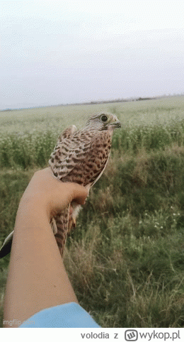 volodia - Stabilizacja pustułki
#ptaki #ornitologia #przyroda #ciekawostki