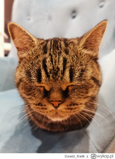 Dawid_Kwlk - Kitku mówi dobranoc.

#pokazkota #koty #kitku