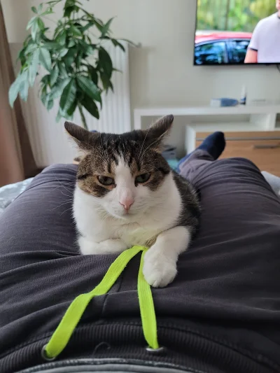 Emble - @paczelok prawie moja kicia