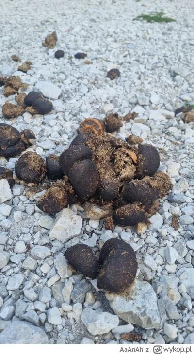 AaAnAh - Taką oto instalację artystyczna spotkałem przy Laghi di Fusine
#podroze #gór...