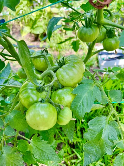 L....._ - @K-S-: Tak zwiększają plonowanie i wzrost roślin.  Jeszcze jest https://agr...