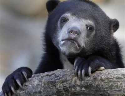 Dolar193pl - #ajemge1 Tęskno już za strimkami geja, niestety już nie wrócą te piękne ...