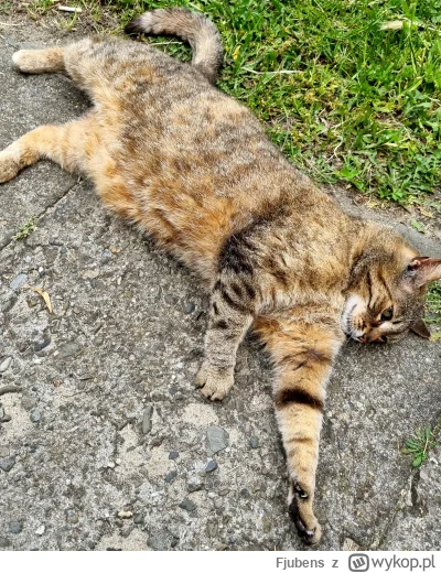 Fjubens - Spotkałem Pana Kota. Był bardzo przytulny.
#pokazkota #koty #kitku