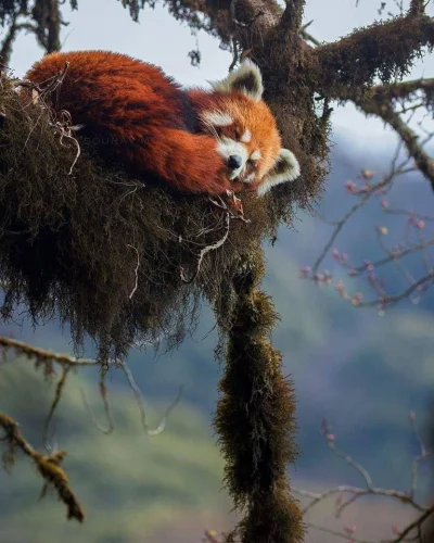 GARN - #zwierzaczki #smiesznypiesek Photo: Sourav Mondal | Red panda (Ailurus fulgens...