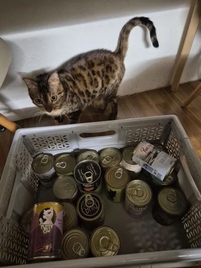 Lujdziarski - #pokazkota #dziarskikacperek Kurde zjadłby coś ten. Zapasy się kurczą, ...