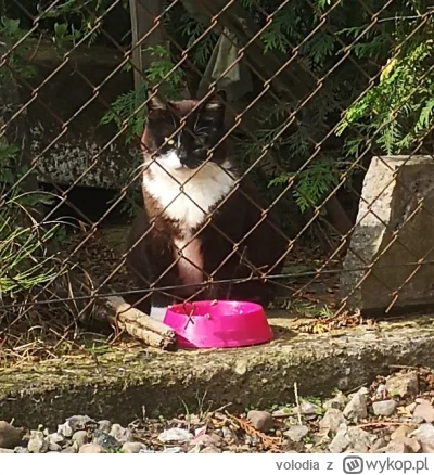 volodia - Trochę #koteczkizprzypadku a trochę #pokazkota
Mrówka jest dziką kotką któr...