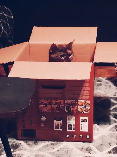 Kotouak - #gangkociakow #pokazkota
Fundacja kot na parapecie - eksklawa pudełkowa