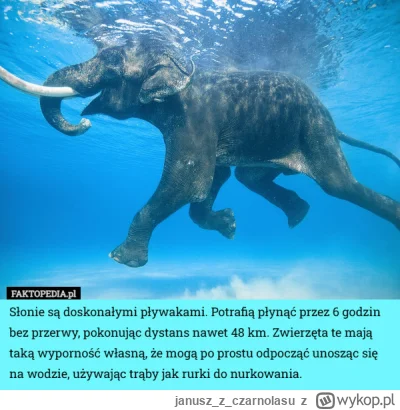 januszzczarnolasu - #zwierzaczki #natura #slonie #ciekawostki