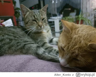 Alter_Konto - #pokazkota #kitku #koty