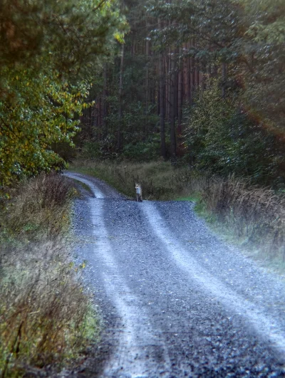 KrzysztofWu - #spierdotrip #las #lisek
Spierdotripek z ziomeczkiem