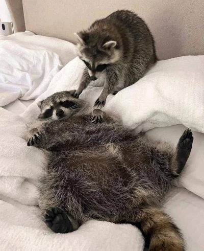 fsfdjf - dobrej nocy życzę szanownemu państwu