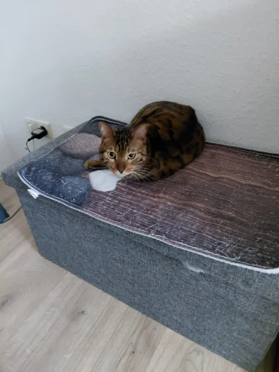 Lujdziarski - #pokazkota #dziarskikacperek Moja paruwa kochana, brakuje mi ich xD jak...