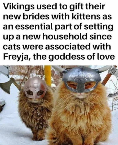 djtartini1 - #koty #ciekawostki #heheszki