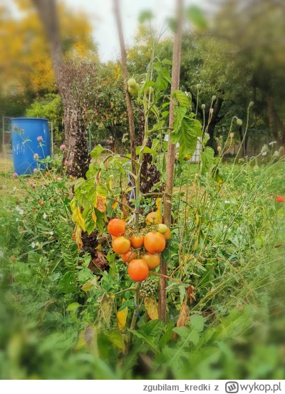zgubilam_kredki - Co roku w losowym miejscu mojego ogrodu wyrasta krzew pomidora. Ską...