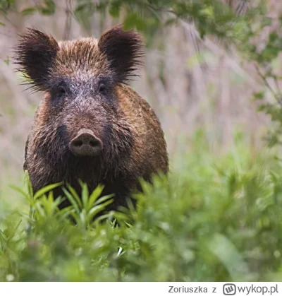 Z.....a - @Kasahara: Co za dzik xD