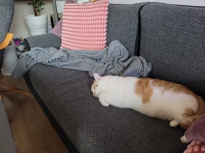 RicoElectrico - Paróweczka #pokazkota
SPOILER