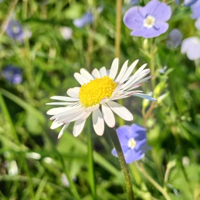 Chodtok - kwiatuszek dla cb

#dailykwiatuszek