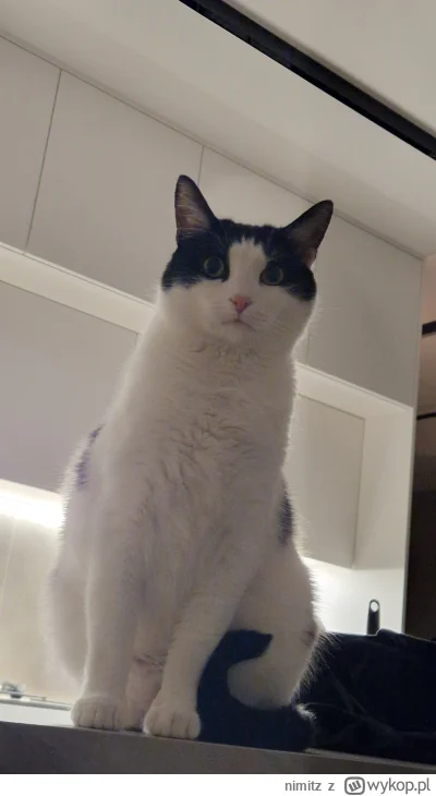 nimitz - @wybryk_natury