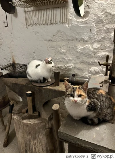 patrykoo09 - Wiejskie koteły xD W warsztacie porobi, mysz wpieprzy, nie to co te mias...