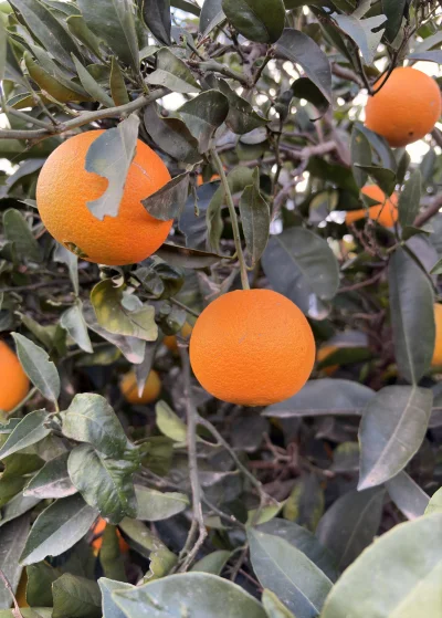 asdfghjkl - Pomarańcze już dojrzałe. Małe w tym roku owoce z powodu suszy i upałów te...