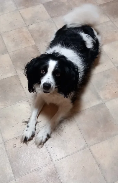 dosbadass - @MatyldaMegara: a ja kocham, jak mój pieseł połozy mi się na brzuchu albo...