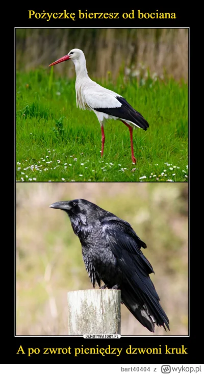 bart40404 - #gielda #kruk