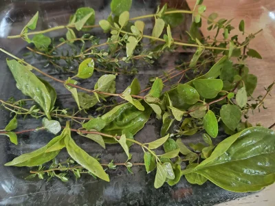 moll - Łąka ziołowa w naczyniu mi wyszła, a na łące będą się piekły podudzia z kurcza...