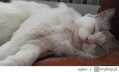 egker - macie tu kotka ładnego i dobranoc