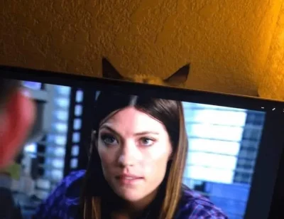 mala_kropka - #zupawkropki #koty