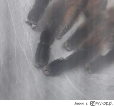 Jagoo - Paputki (｡◕‿‿◕｡)