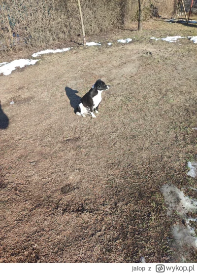 jalop - Wyczuwa wiosnę

#pokazpsa