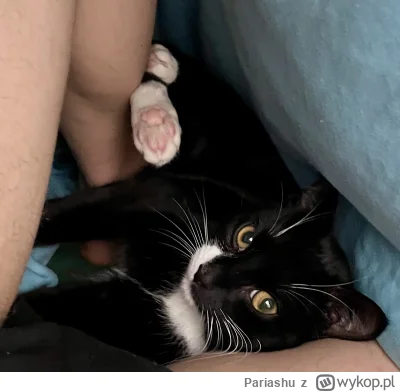 Pariashu - Dziękuję  wam za cenne rady, kot wrócił o 3 rano i płakał pod oknem. Tipy ...