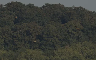 m.....u - Wrzesień, trzy Kanie rude
#ptasiewybryki